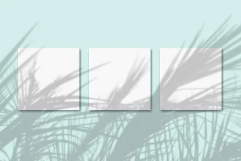 Natural light casts shadows from the tropical plant on 3 square sheets of white Stock Illustration