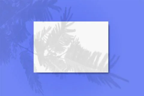 Natural light casts shadows from the tui branch on a rectangular sheet of white Stock Illustration