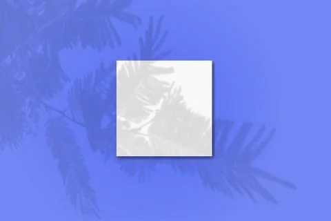 Natural light casts shadows from the tui branch one square sheets of white paper Stock Illustration