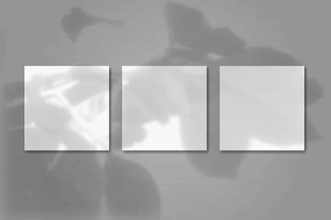 Natural light casts shadows from a twig with flower leaves on 3 square sheets of Stock Illustration