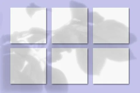 Natural light casts shadows from a twig with flower leaves on 6 square sheets of Stock Illustration
