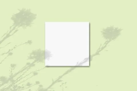Natural light casts shadows from wildflowers on square sheet of white paper Illustrazione stock