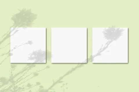 Natural light casts shadows from wildflowers on 3 square sheets of white paper Illustrazione stock