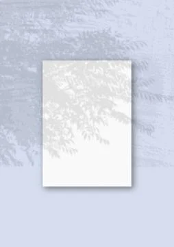 Natural light casts shadows from willow branch on A vertical A4 sheet of whit Stock Illustration