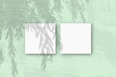 Natural light casts shadows from an willow branch on 2 square sheets of white Stock Illustration