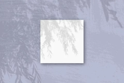 Natural light casts shadows from an willow branch on square sheet of white te Stock Illustration