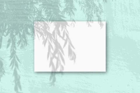 Natural light casts shadows from willow branch on A horizontal A4 sheet of wh Stock Illustration