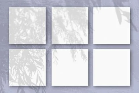 Natural light casts shadows from an willow branch on 6 square sheets of white Stock-Illustration