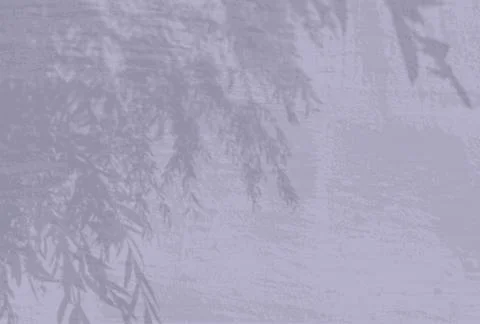 Natural light casts shadows from an willow branch on the lilac wall backgroun Stock Illustration