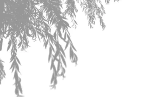 Natural light casts shadows from an willow branch oa white isolated background Stock Illustration