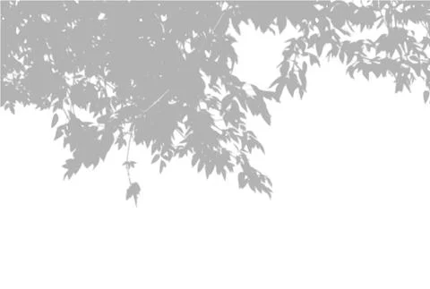 Natural light casts shadows from an willow branch on a white isolated background Stock Illustration