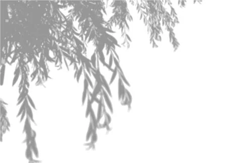 Natural light casts shadows from an willow branch oa white isolated background Stock Illustration