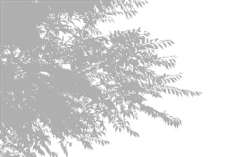 Natural light casts shadows from an willow branch a white isolated background Stock Illustration
