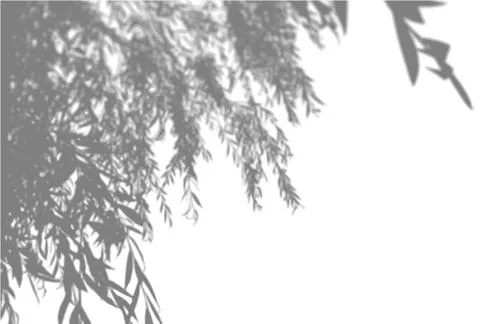 Natural light casts shadows from an willow branch a white isolated background Stock Illustration