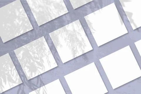 Natural light casts shadows from an willow branch on several square sheets of Stock Photos