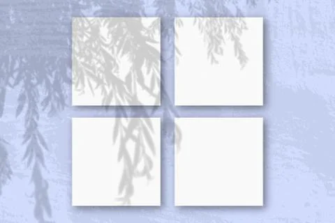 Natural light casts shadows from an willow branch on 4 square sheets of white Stock Photos