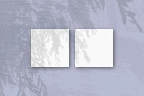 Natural light casts shadows from an willow branch on 2 square sheets of white Stock Photos