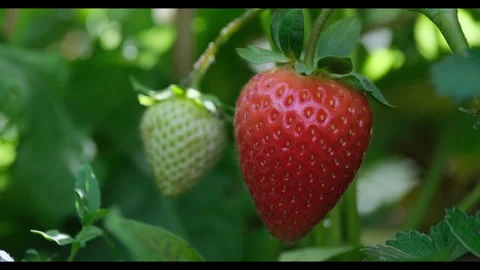 A natural light close-up of a vibrant red strawberry and a pale green unripe Stock Footage 342618691