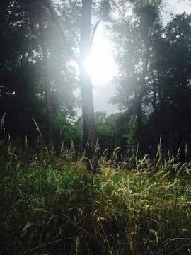 Natural Light on Grass Stock Photos
