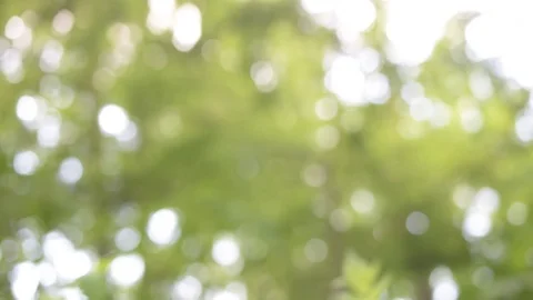 Natural light particles green motion background Stock Footage 77413516