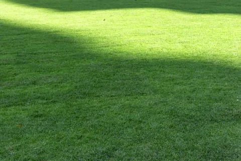Natural light streamed down onto the lush green lawn. Stock Photos