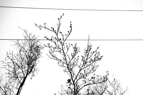 Natural lines one Stock Photos