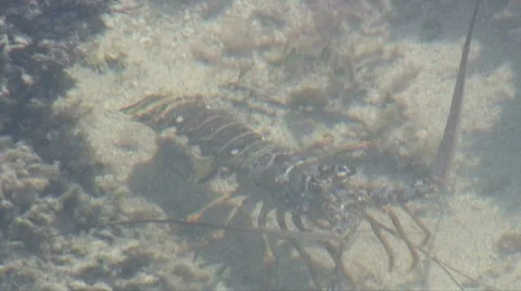 Natural lobster 2 Video stock 7448341