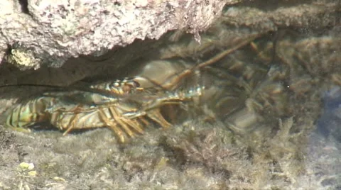 Natural lobster 4 Stock Footage 7465655