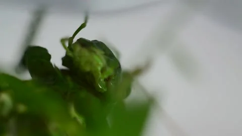 Natural locust macro close-up cleans paws. The green locust is natural. Stock Footage 157332825