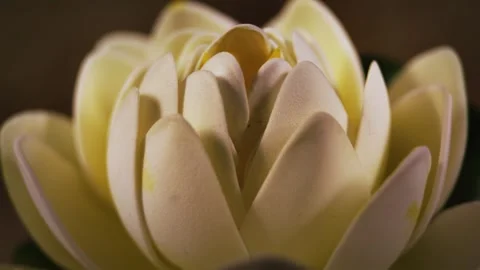 A natural look, macro shot, video loop of a flower Vídeos de archivo 341518641