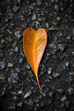 Natural Love Stock Photos
