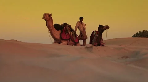 Natural low angle shot of  Camels in the desert with their master in the dawn of Stock Footage 45289951