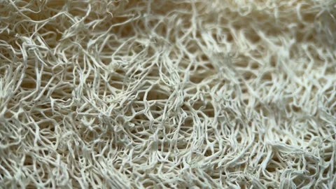 Natural Luffa Macro Background, Slider Shot Stock Footage 313125225