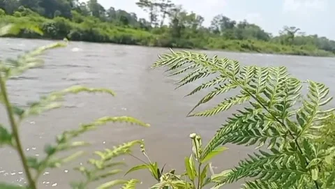 Natural lushness on the edge of a flowing stream. 스톡 동영상 333495464