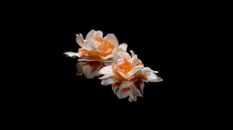 NATURAL MACRO Stock Photos