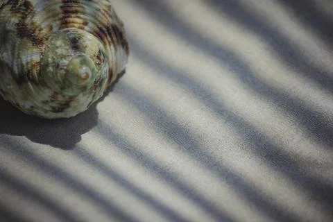Natural macro view of a spiraled seashell on sand-textured surface with lin.. Stock Photos