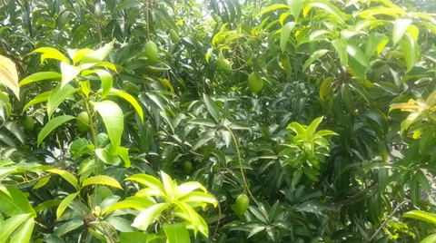 Natural Mango tree movement Stock Footage 37650968