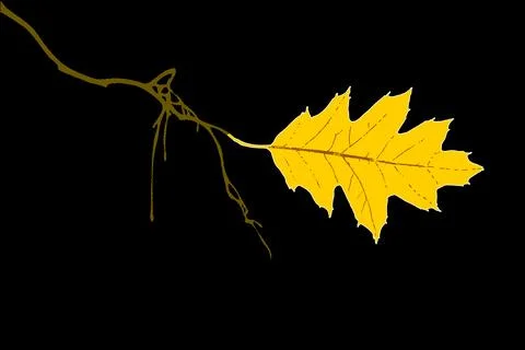 Natural maple branch with leaf botanical illustration on black background Stock Illustration