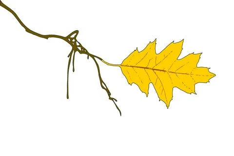 Natural maple branch with leaf botanical illustration on white background Stock Illustration