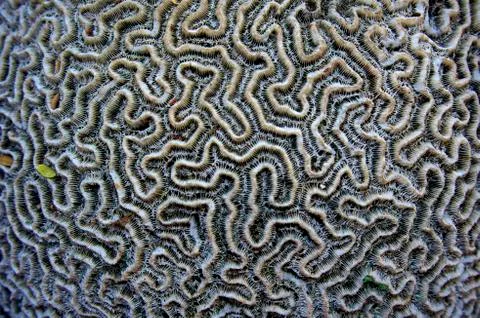 Natural Maze Stockfoto's