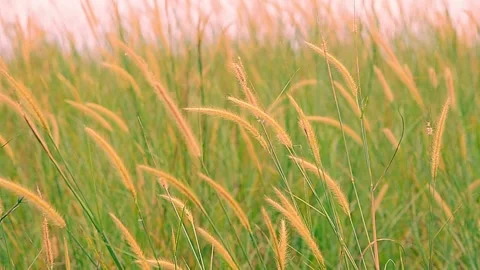 Natural Meadow Video stock 139213115