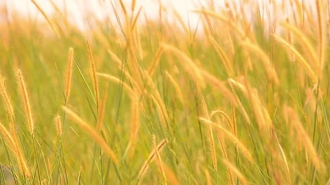 Natural Meadow Video stock 139213135