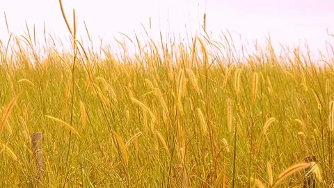 Natural Meadow Video stock 139213204