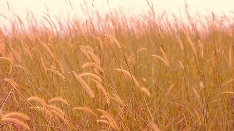 Natural Meadow Video stock 139213206