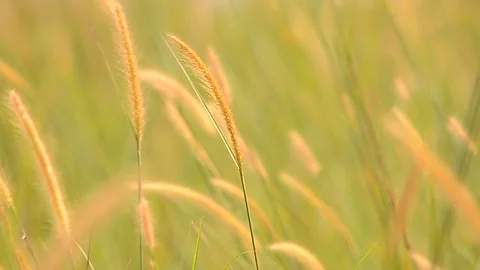 Natural Meadow Stock Footage