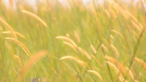 Natural Meadow Video stock 139213602