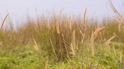 Natural Meadow Video stock 139213627