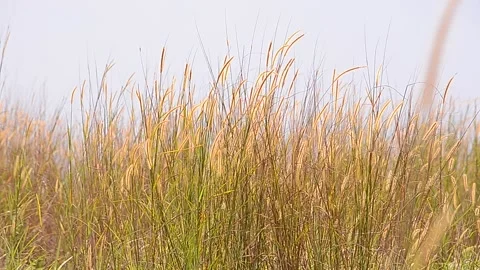 Natural Meadow Video stock 139213651