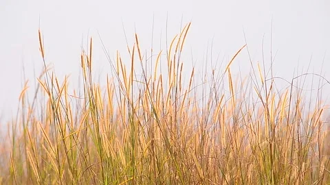 Natural Meadow Video stock 139213654