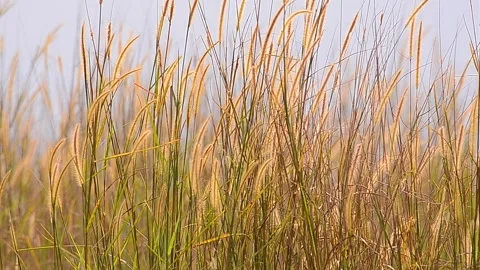 Natural Meadow Video stock 139213657